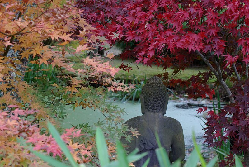 buddha entoure des erables du Japon